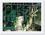 At_the _zoo (14) * 2048 x 1536 * (1.53MB)